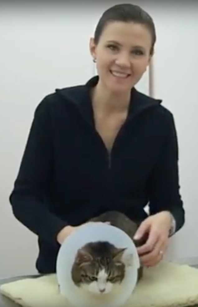  Cabinet Vétérinaire International,Nyon Veterinarian, veterinarian Nyon