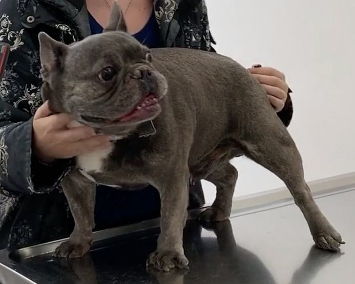  Cabinet Vétérinaire International,Nyon Veterinarian, veterinarian Nyon