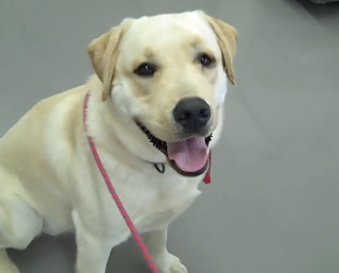  Cabinet Vétérinaire International,Nyon Veterinarian, veterinarian Nyon