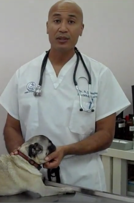 Dr Omaboe, Cabinet Vétérinaire International, Nyon Veterinarian, veterinarian Nyon